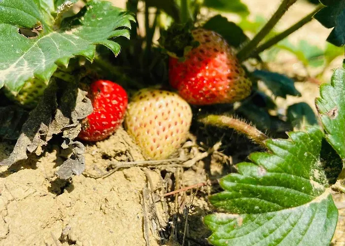 Villa Monferrina - Pool - Unesco Heritage *